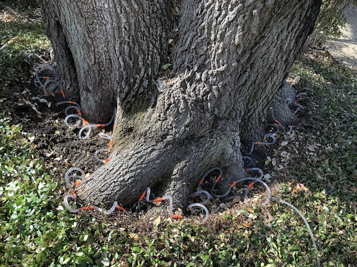 Detailed Tree Cabling and Bracing job site in Childwold